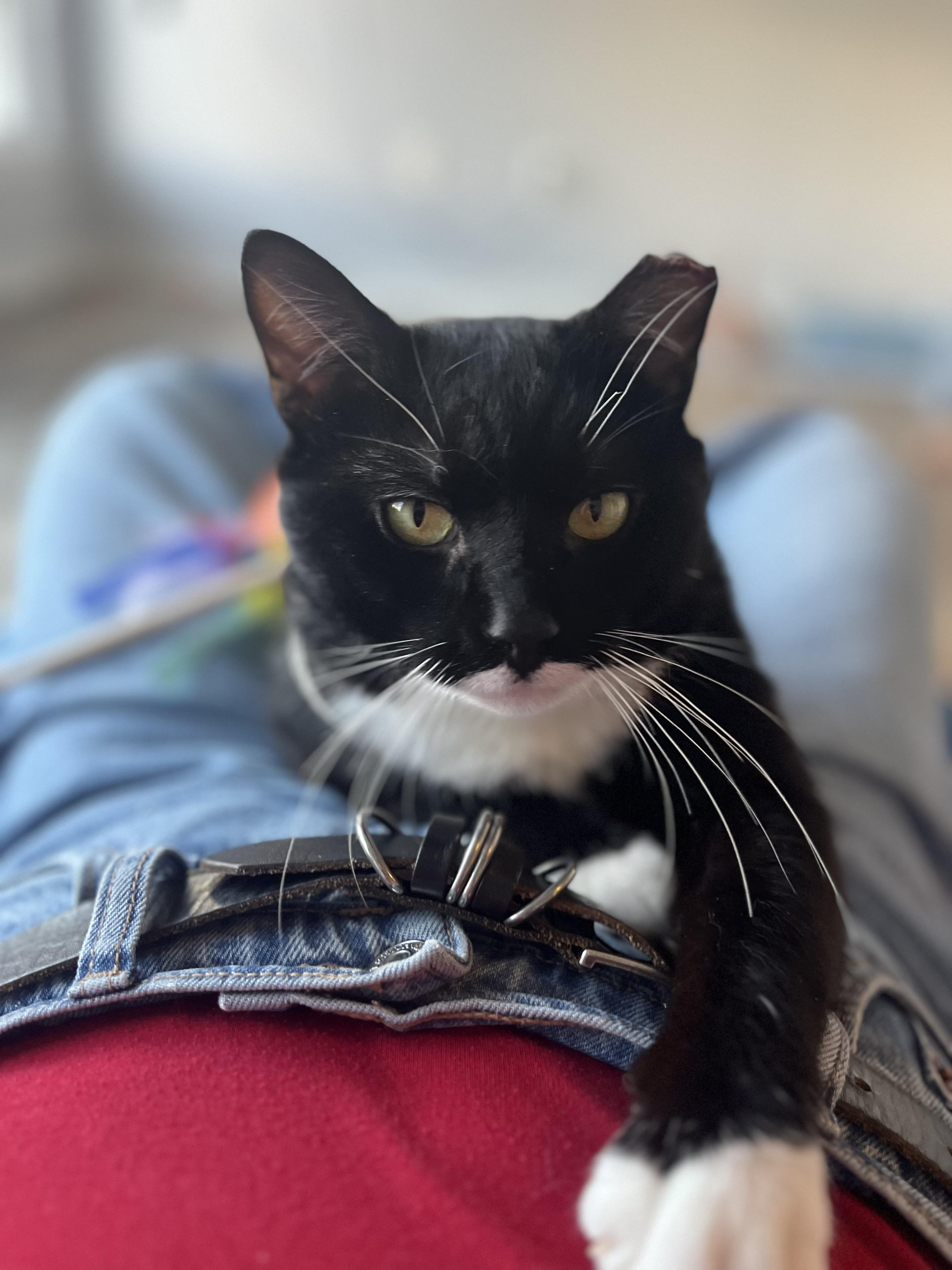 Enlarge Trix, a ADOPTABLE Domestic Short Hair in Washington, DC image 1/6