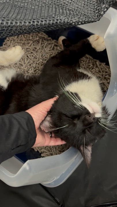 Enlarge Trix, a ADOPTABLE Domestic Short Hair in Washington, DC video 3/3