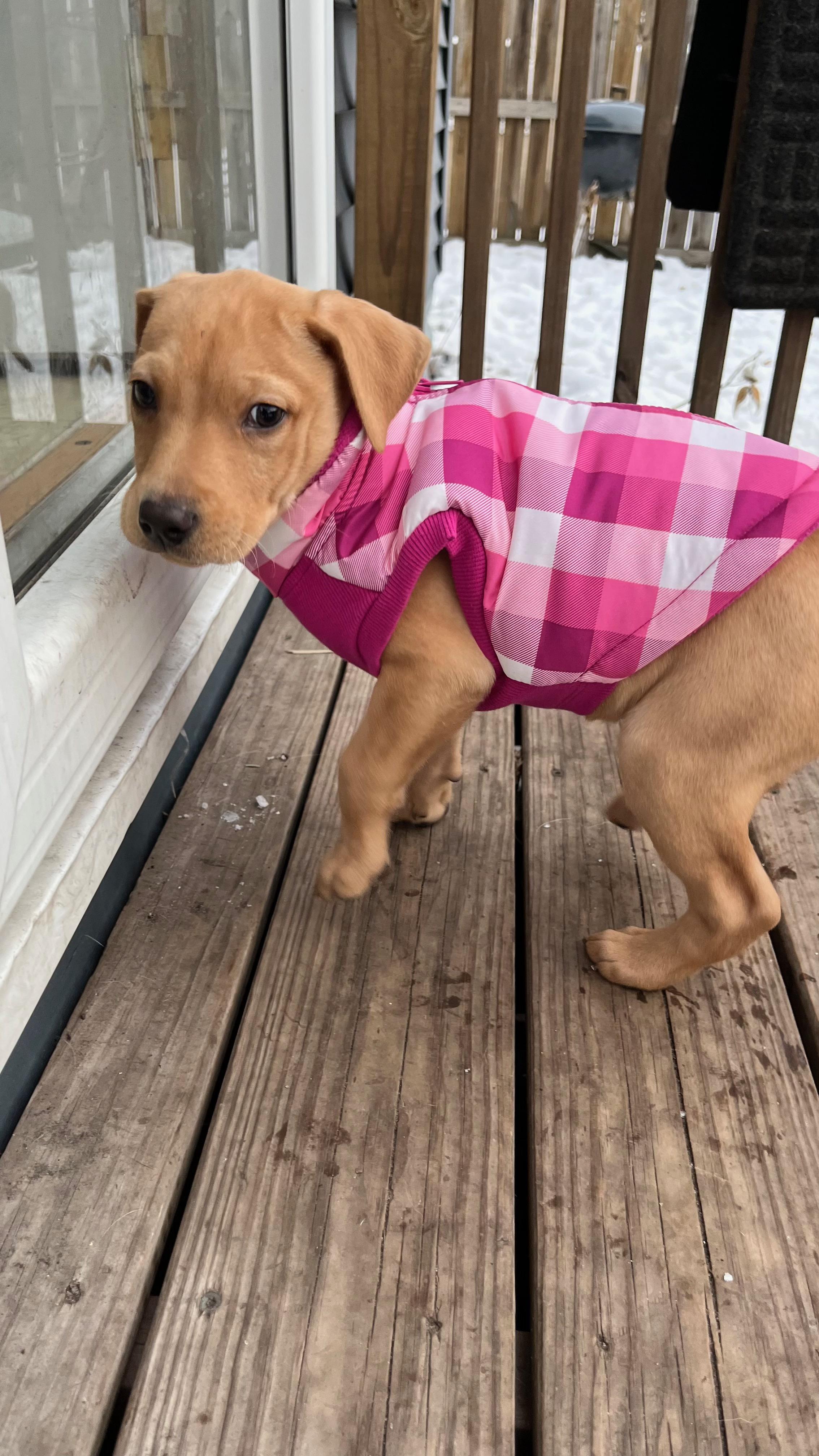 Enlarge Paulie, a Adoptable mixed breed in Minneapolis, MN image 3/4