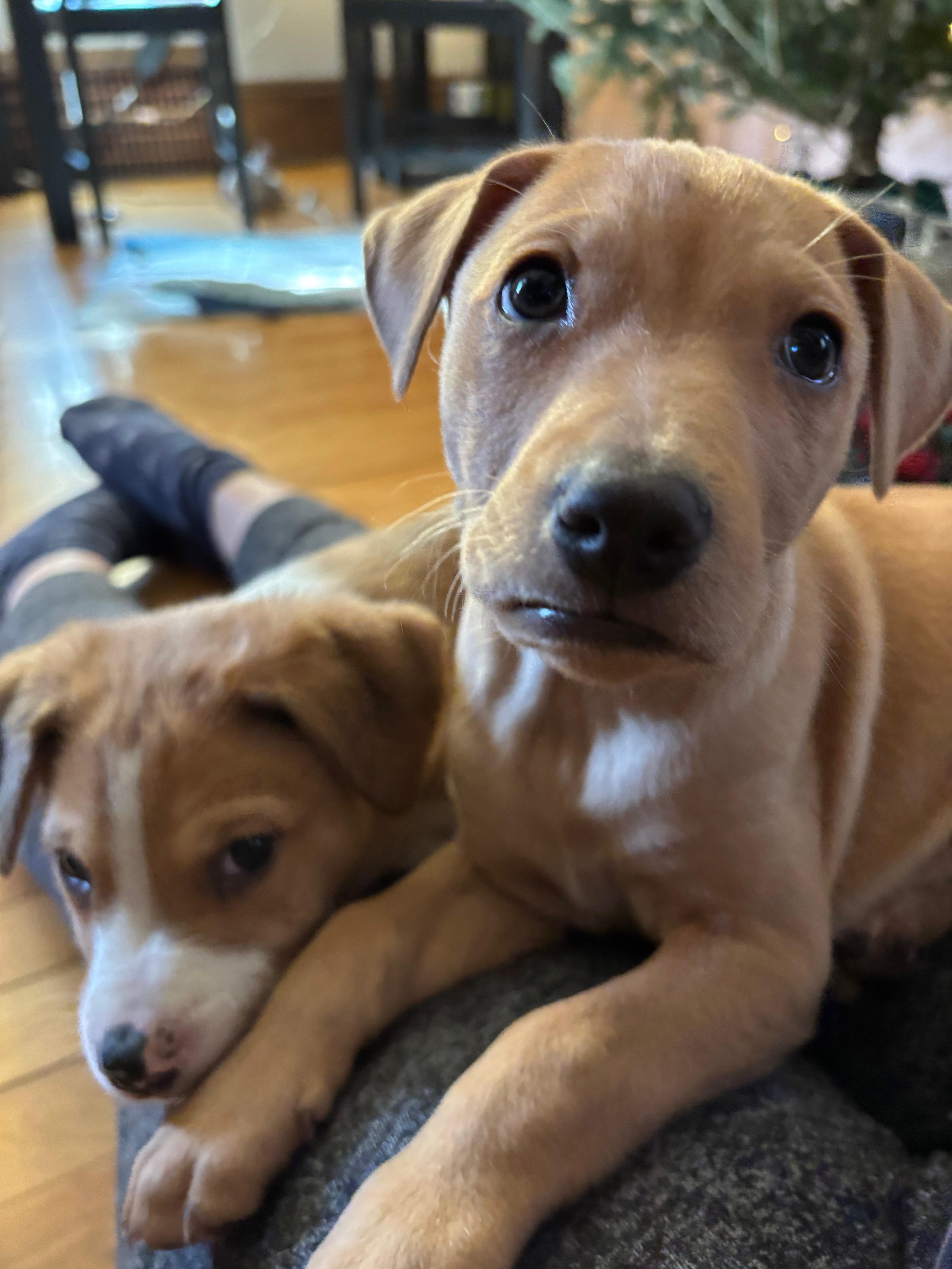 Enlarge Paulie, a Adoptable mixed breed in Minneapolis, MN image 2/4