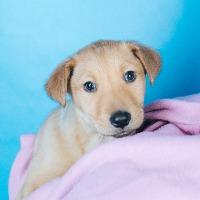 Enlarge Paulie, a Adoptable mixed breed in Minneapolis, MN image 4/4
