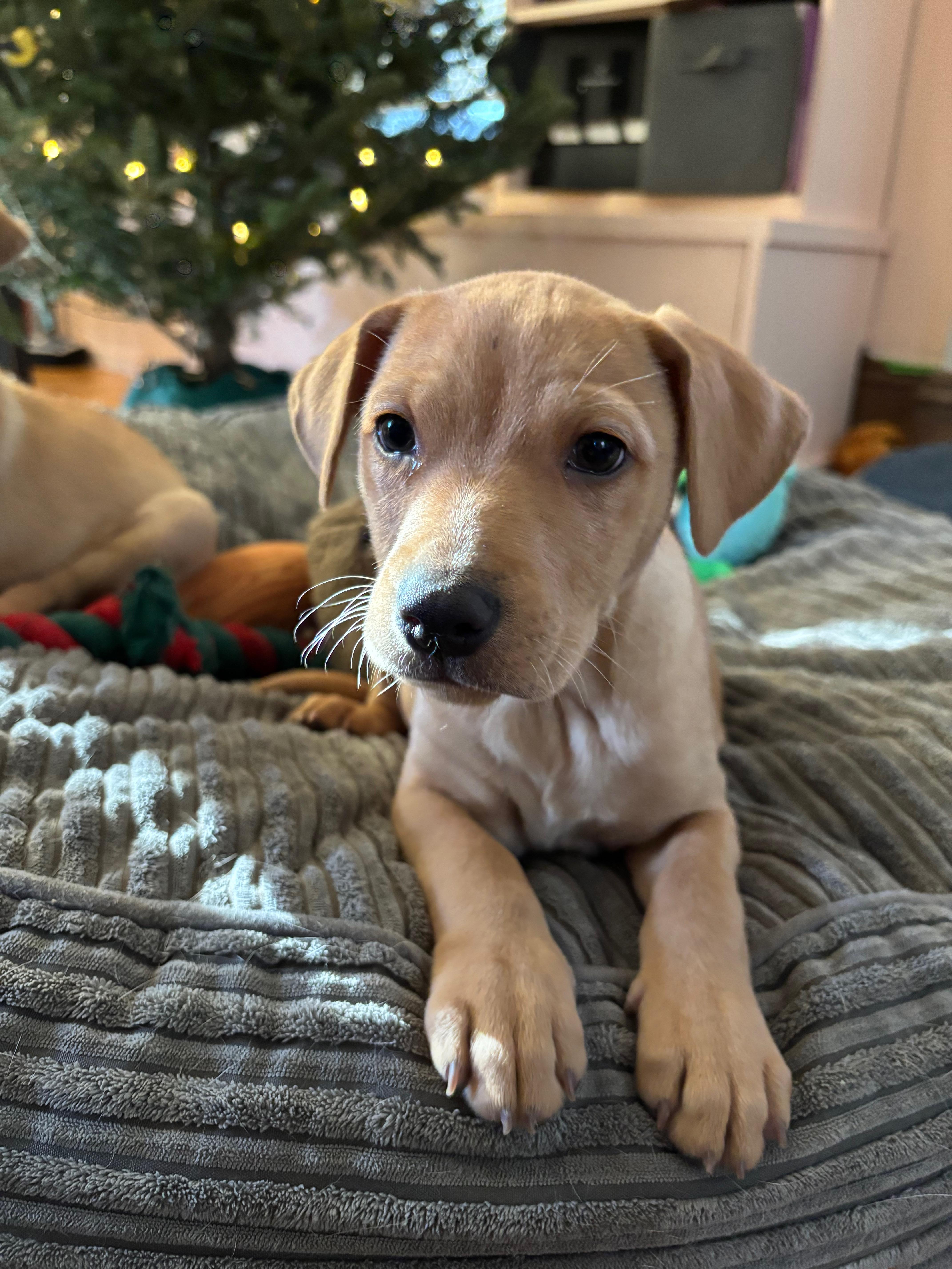 Paulie, Adoptable, Puppy Male Retriever & Mixed Breed.
