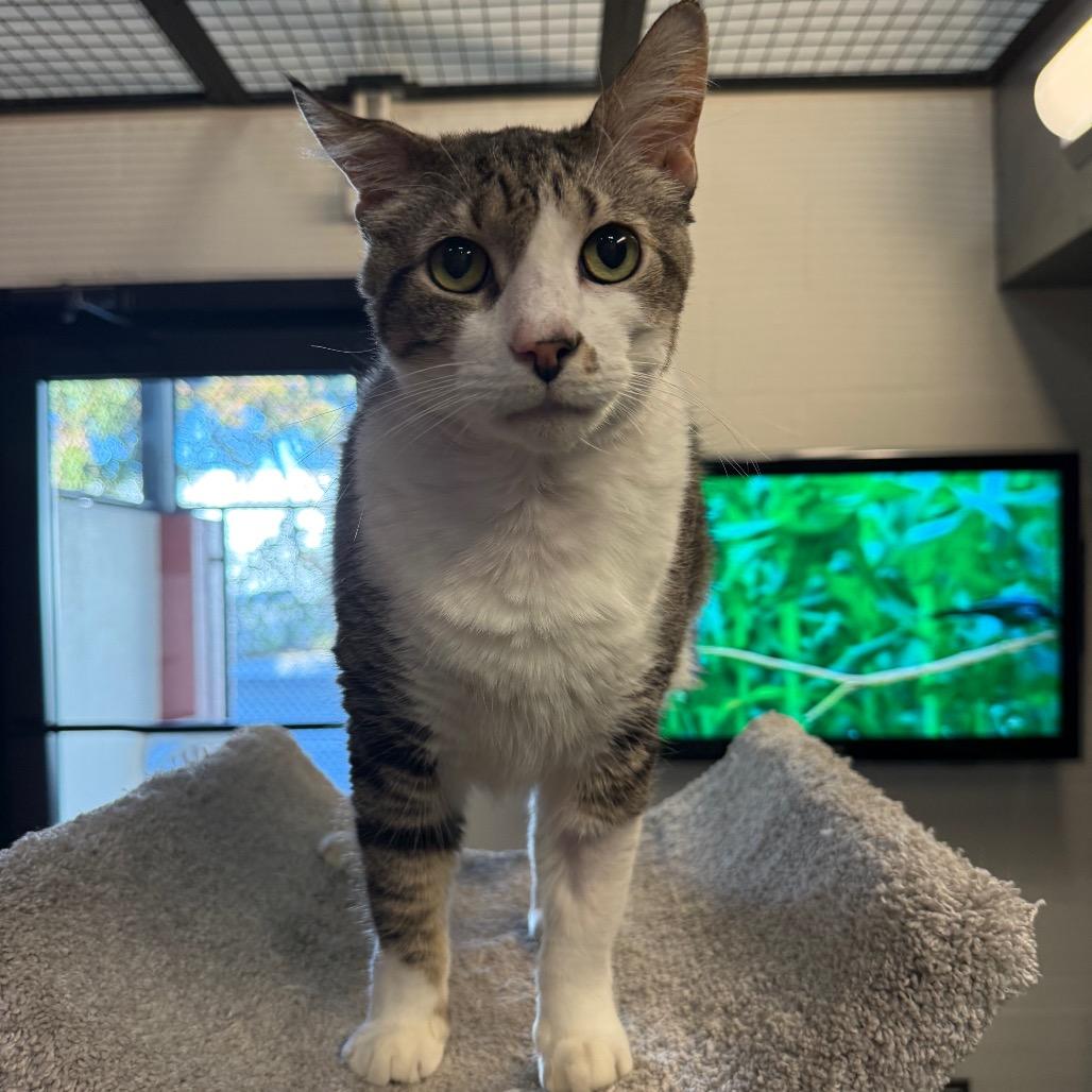 Buddy, Adoptable, Senior Male Domestic Short Hair.