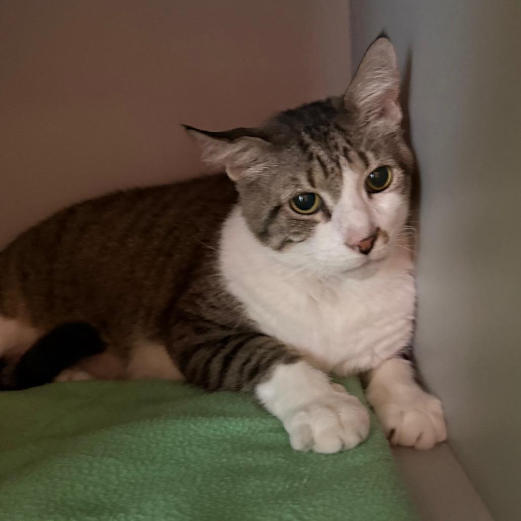 Buddy — thumbnail 2