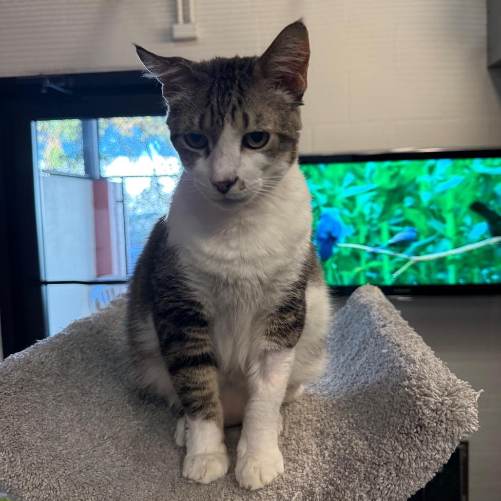 Buddy — thumbnail 3