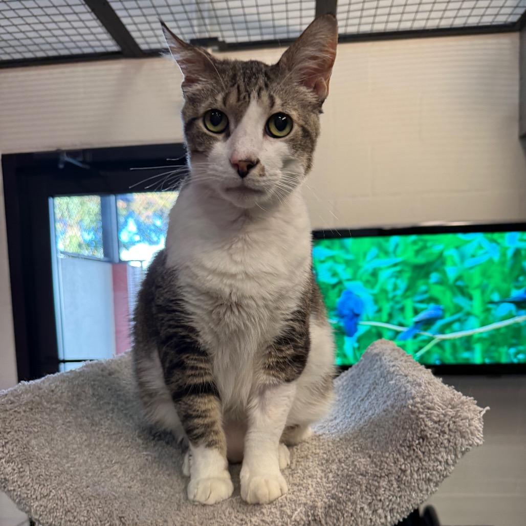 Buddy — thumbnail 4