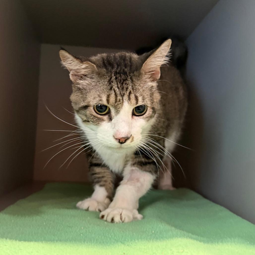 Buddy — thumbnail 6