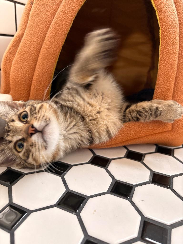 Pippin, Adoptable, Kitten Male Domestic Short Hair.