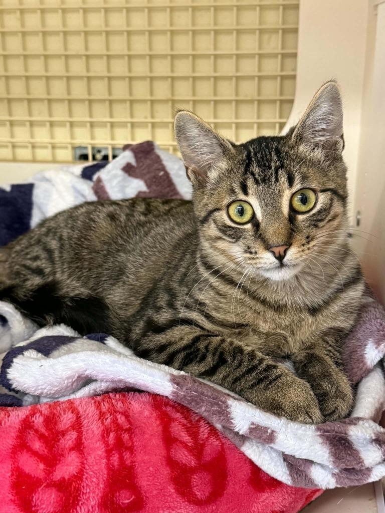 Enlarge Pippin, a Adoptable mixed breed in Detroit, MI image 2/6