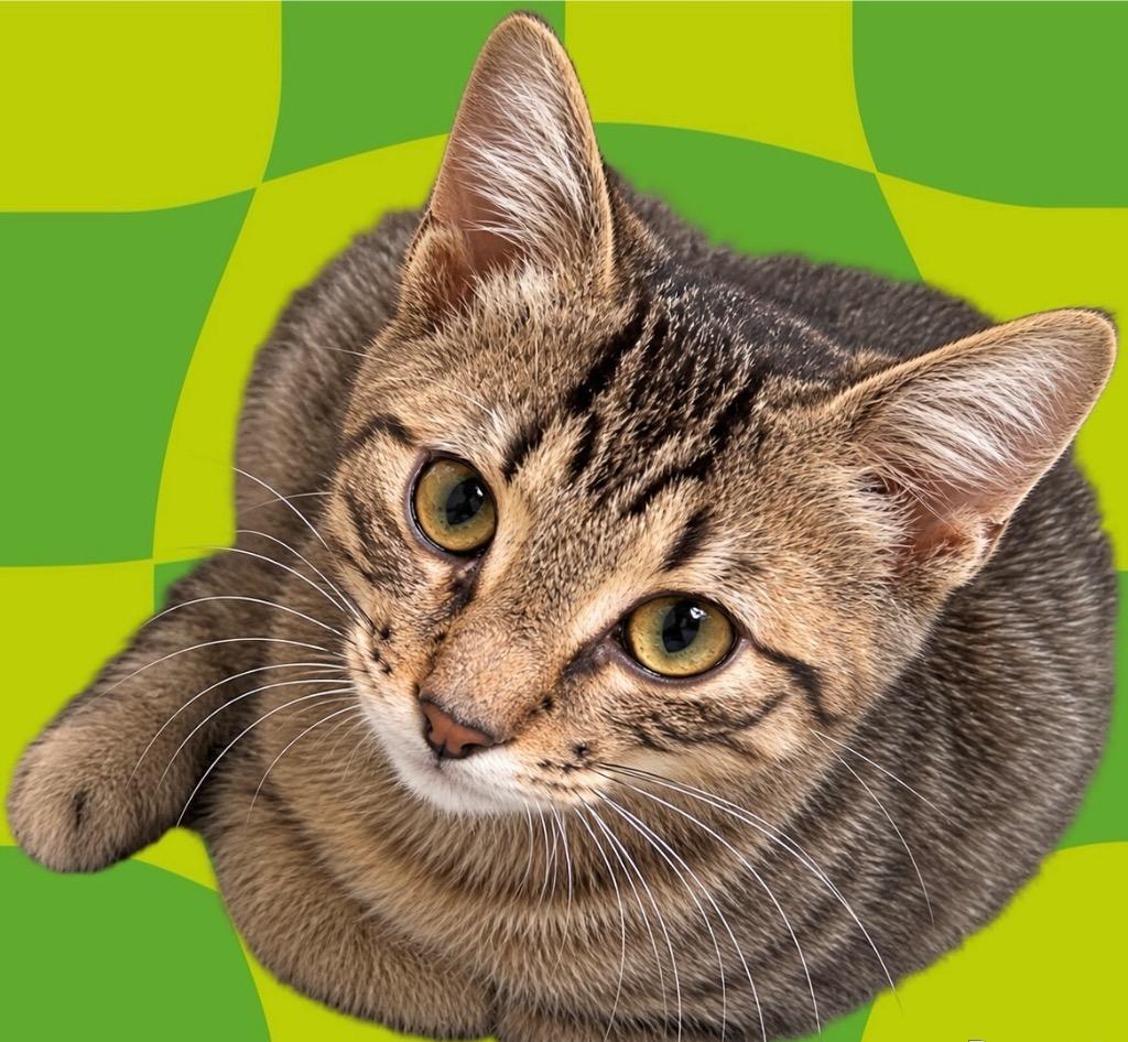 Enlarge Pippin, a Adoptable mixed breed in Detroit, MI image 2/5