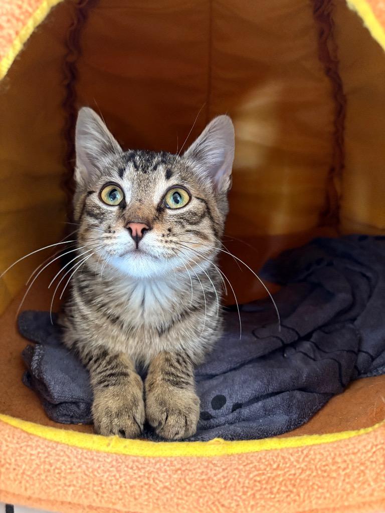 Enlarge Pippin, a Adoptable mixed breed in Detroit, MI image 3/5