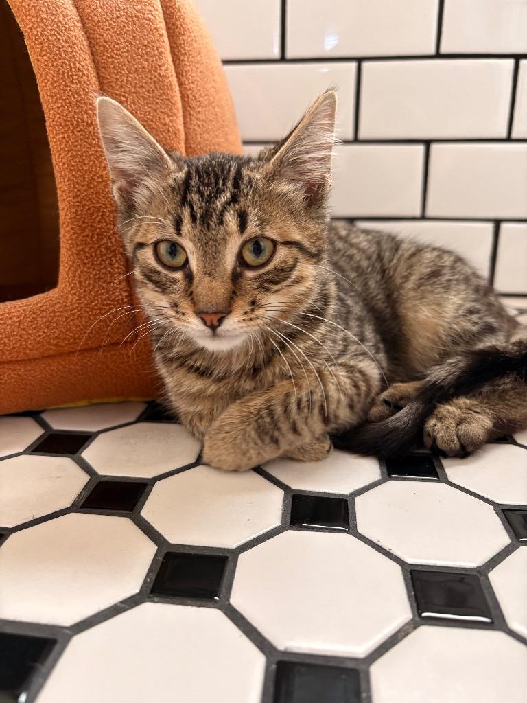 Enlarge Pippin, a Adoptable mixed breed in Detroit, MI image 4/5