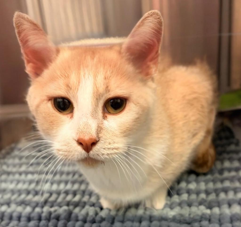 Snickerdoodle, Adoptable, Adult Female Domestic Short Hair.