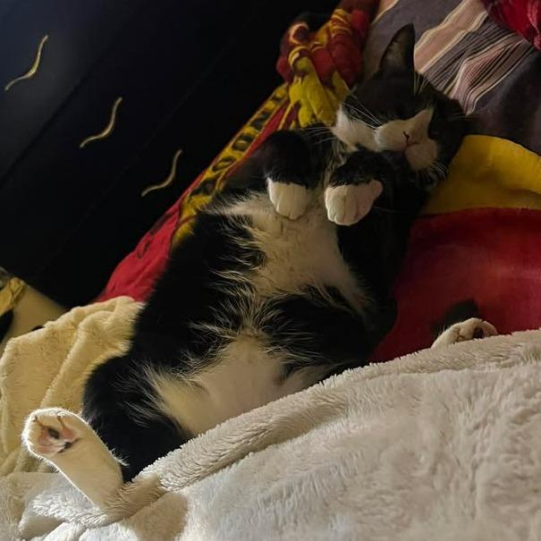 Howie 2241, Adoptable, Senior Male Domestic Short Hair.