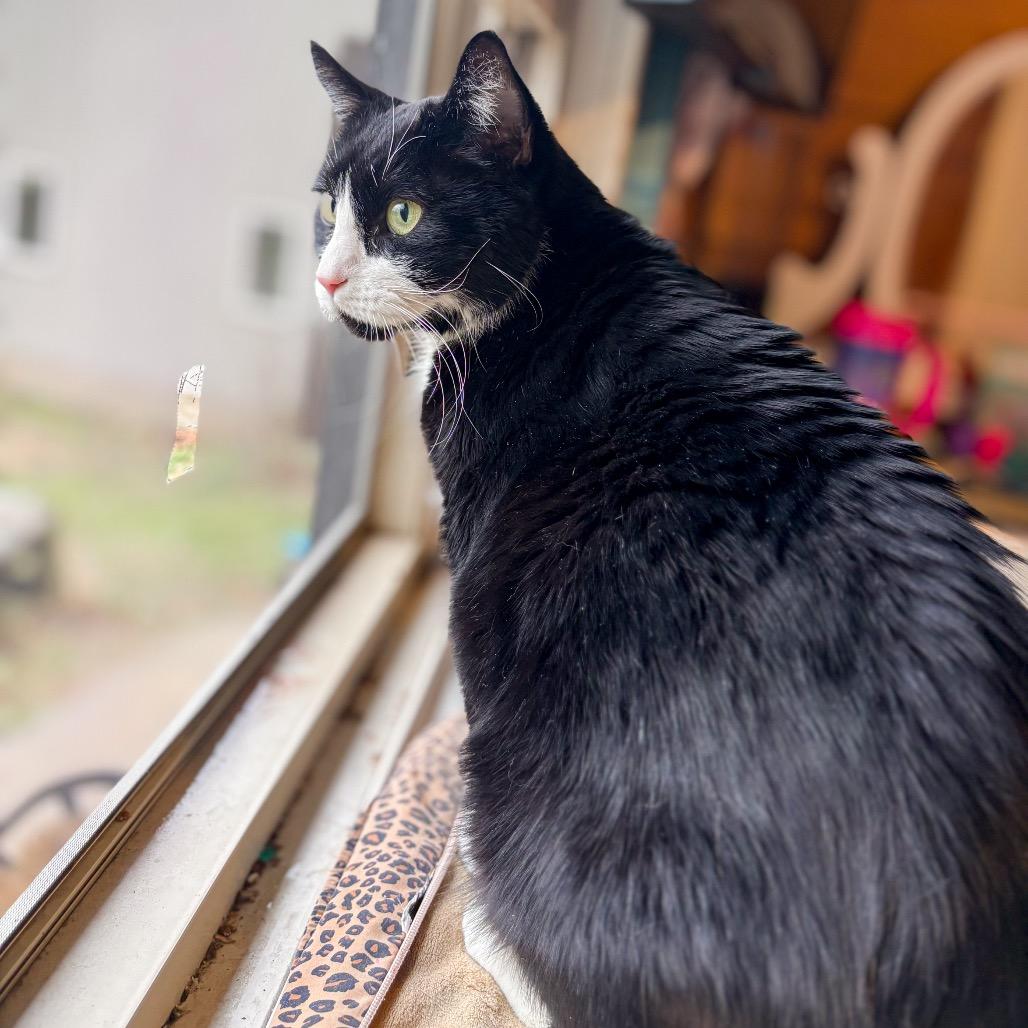 Enlarge Howie 2241, a Adoptable Domestic Short Hair in Kansas City, MO image 2/6