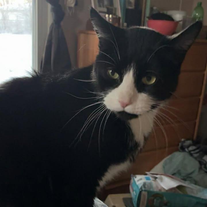 Enlarge Howie 2241, a Adoptable Domestic Short Hair in Kansas City, MO image 3/6