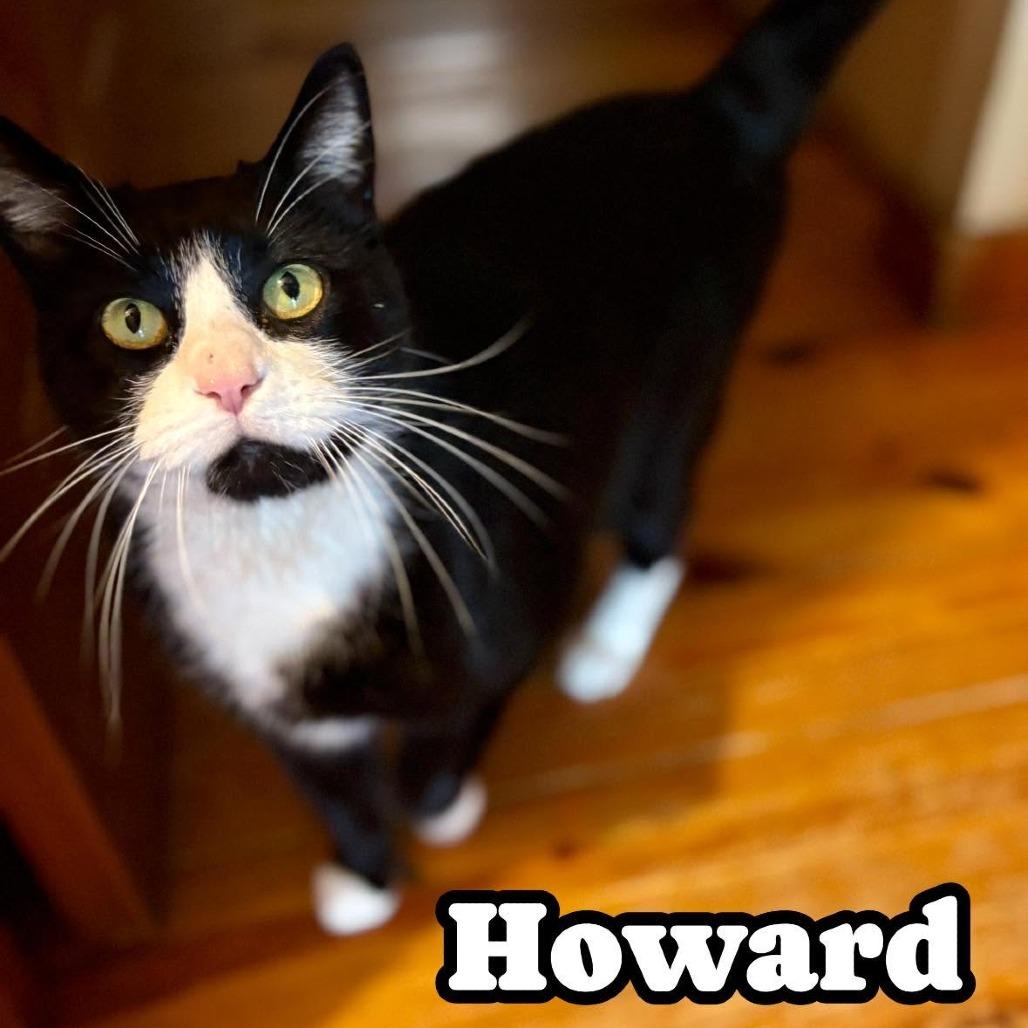 Enlarge Howie 2241, a Adoptable Domestic Short Hair in Kansas City, MO image 3/6