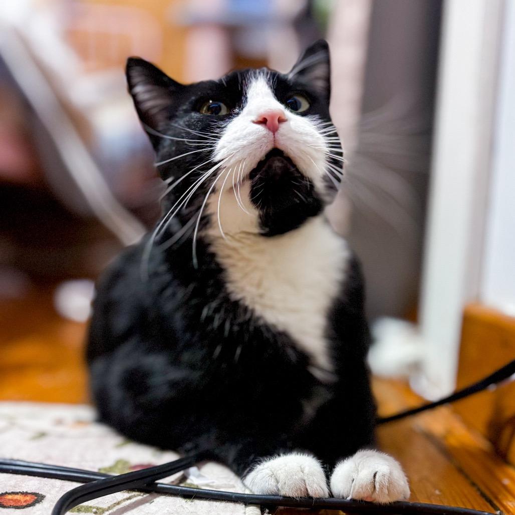 Enlarge Howie 2241, a Adoptable Domestic Short Hair in Kansas City, MO image 4/6