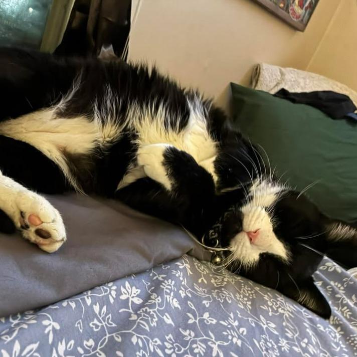 Enlarge Howie 2241, a Adoptable Domestic Short Hair in Kansas City, MO image 5/6