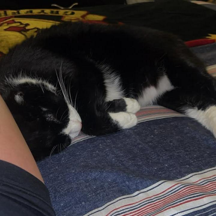 Enlarge Howie 2241, a Adoptable Domestic Short Hair in Kansas City, MO image 6/6