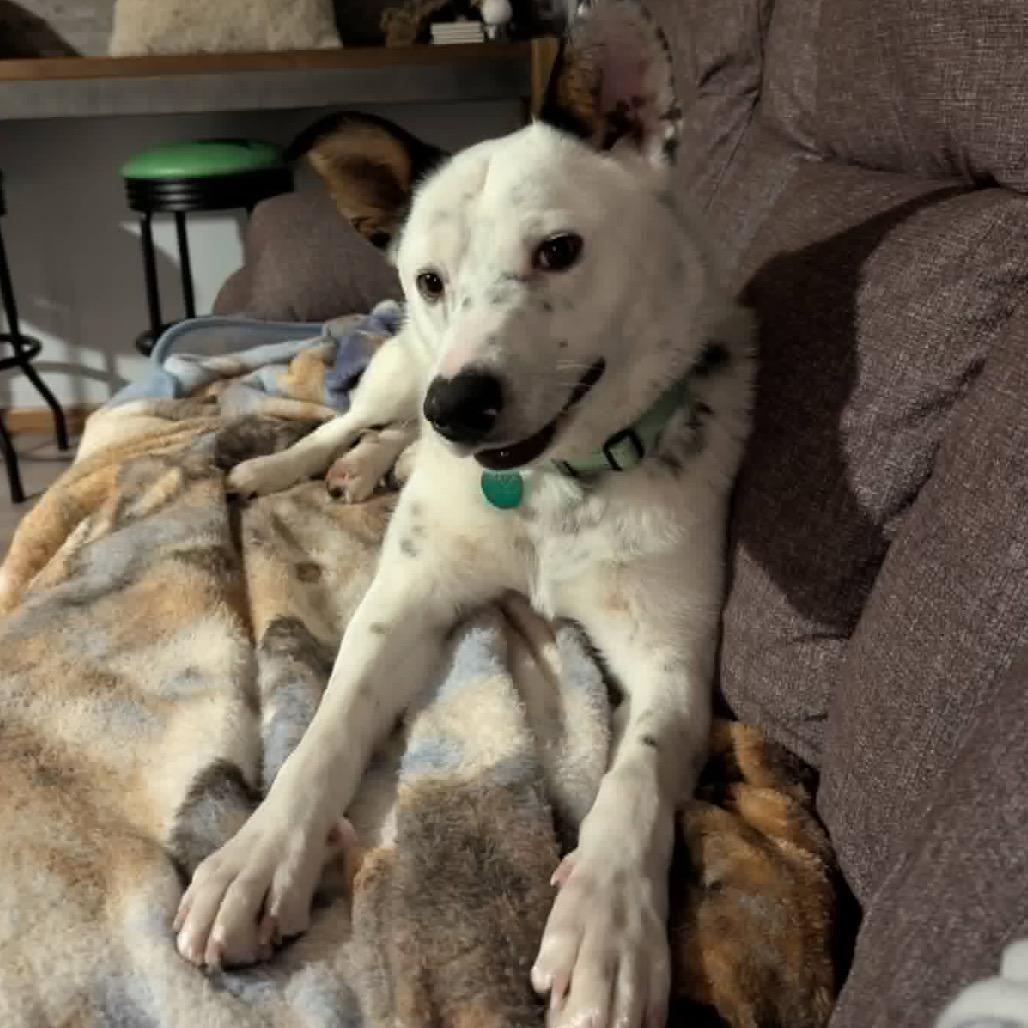 Enlarge Dylan, a Adoptable Mixed Breed in Coon Rapids, MN image 5/6