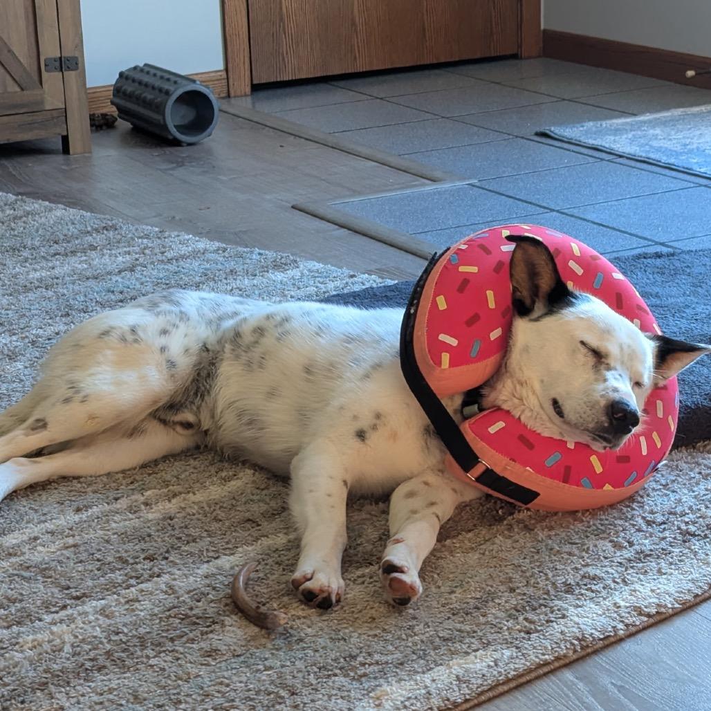 Enlarge Dylan, a Adoptable Mixed Breed in Coon Rapids, MN image 6/6