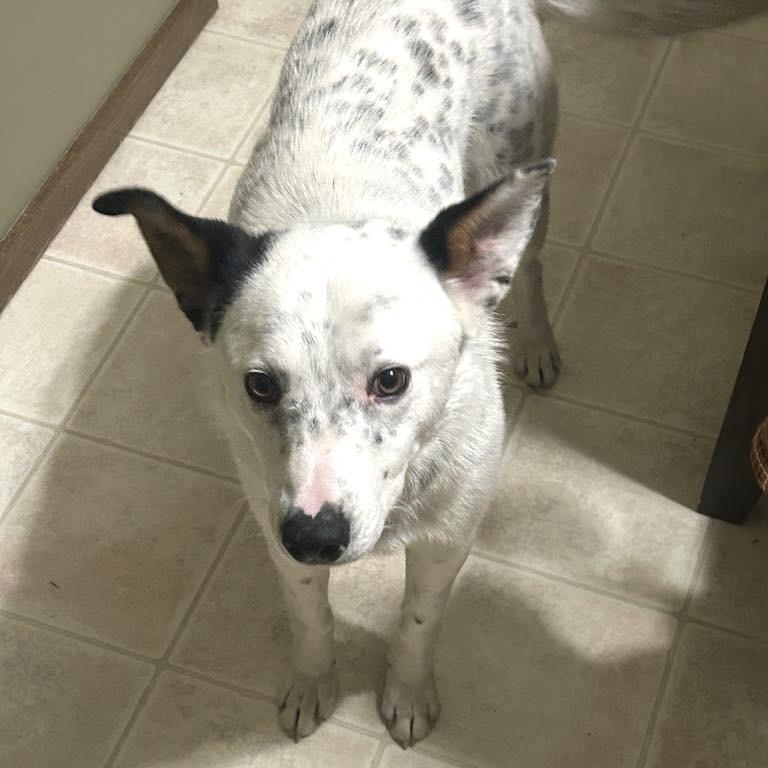 Enlarge Dylan, a Adoptable Mixed Breed in Coon Rapids, MN image 2/6