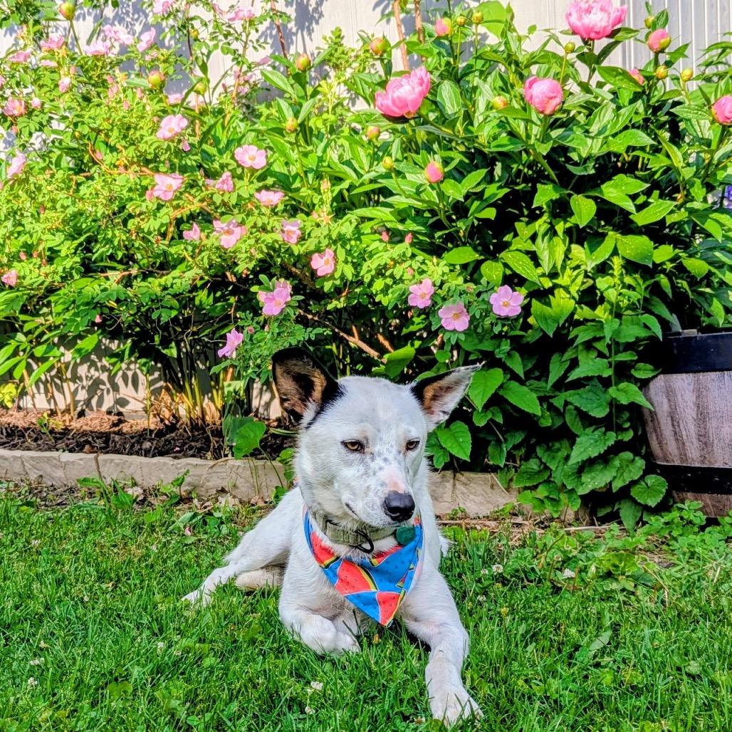 Dylan, Adoptable, Young Male Mixed Breed.