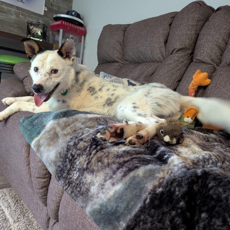 Enlarge Dylan, a Adoptable Mixed Breed in Coon Rapids, MN image 3/6
