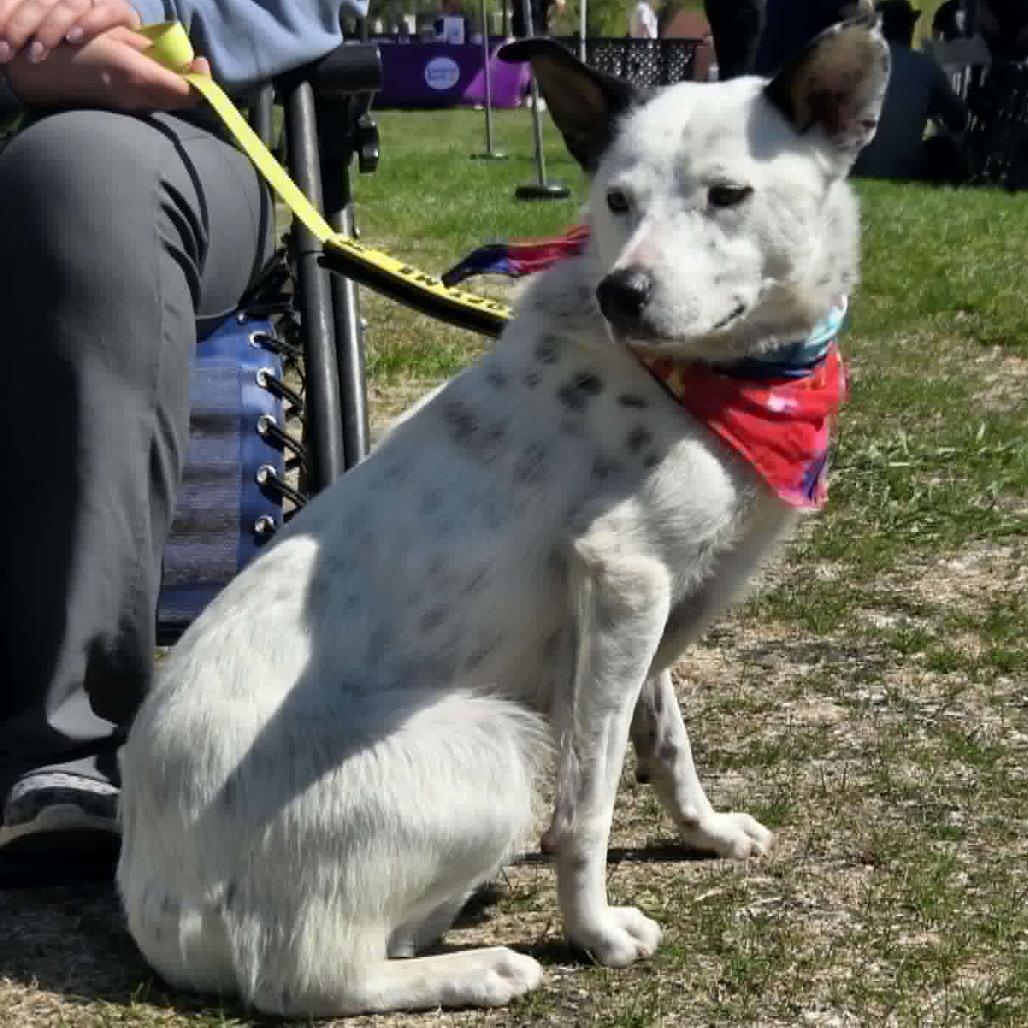 Enlarge Dylan, a Adoptable Mixed Breed in Coon Rapids, MN image 2/6