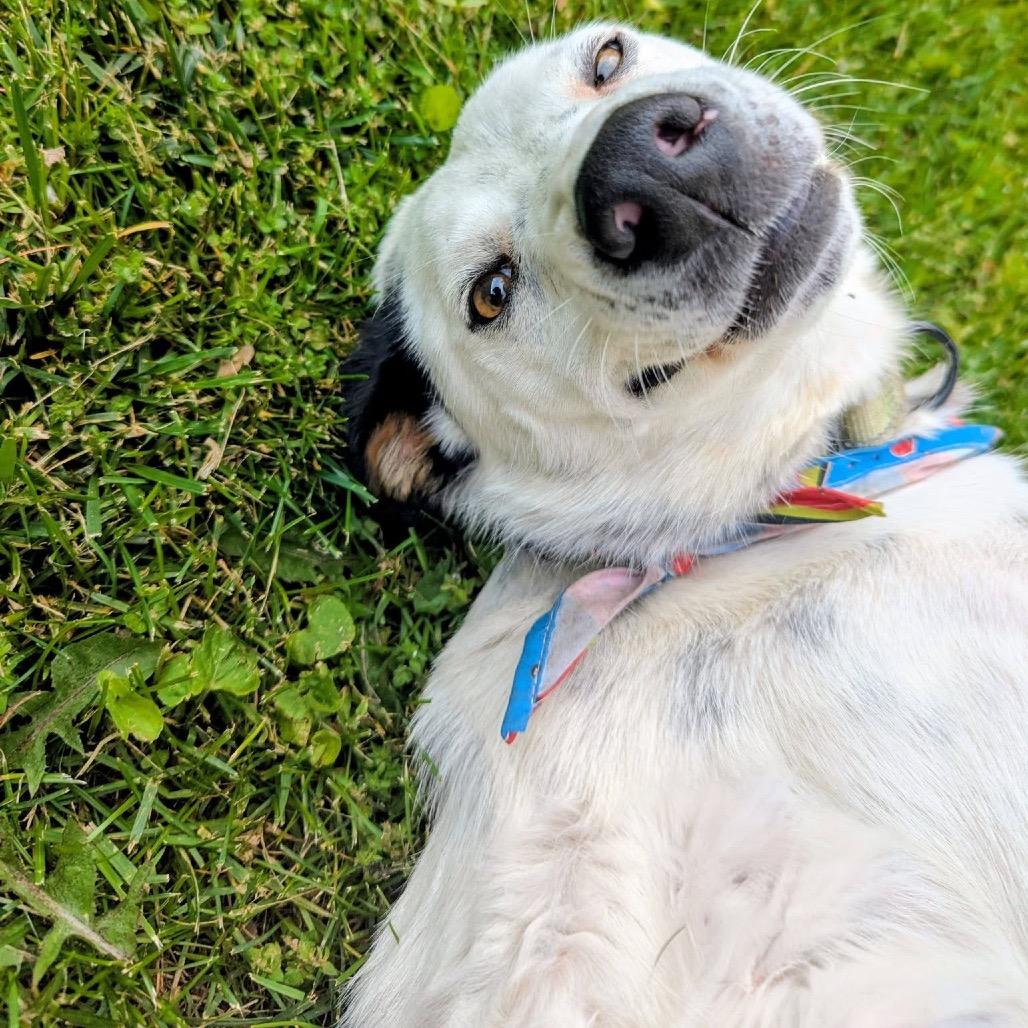 Enlarge Dylan, a Adoptable Mixed Breed in Coon Rapids, MN image 3/5