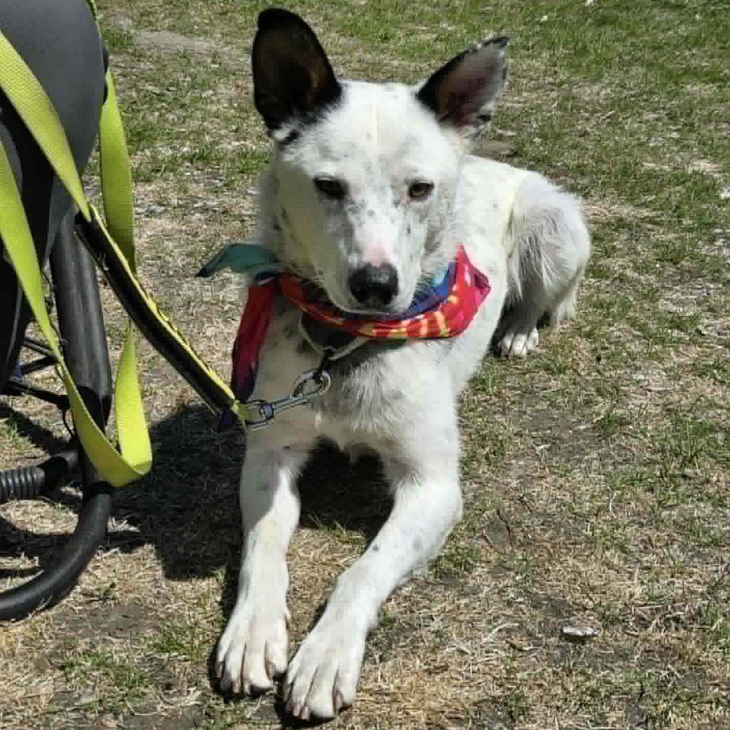 Enlarge Dylan, a Adoptable Mixed Breed in Coon Rapids, MN image 3/6