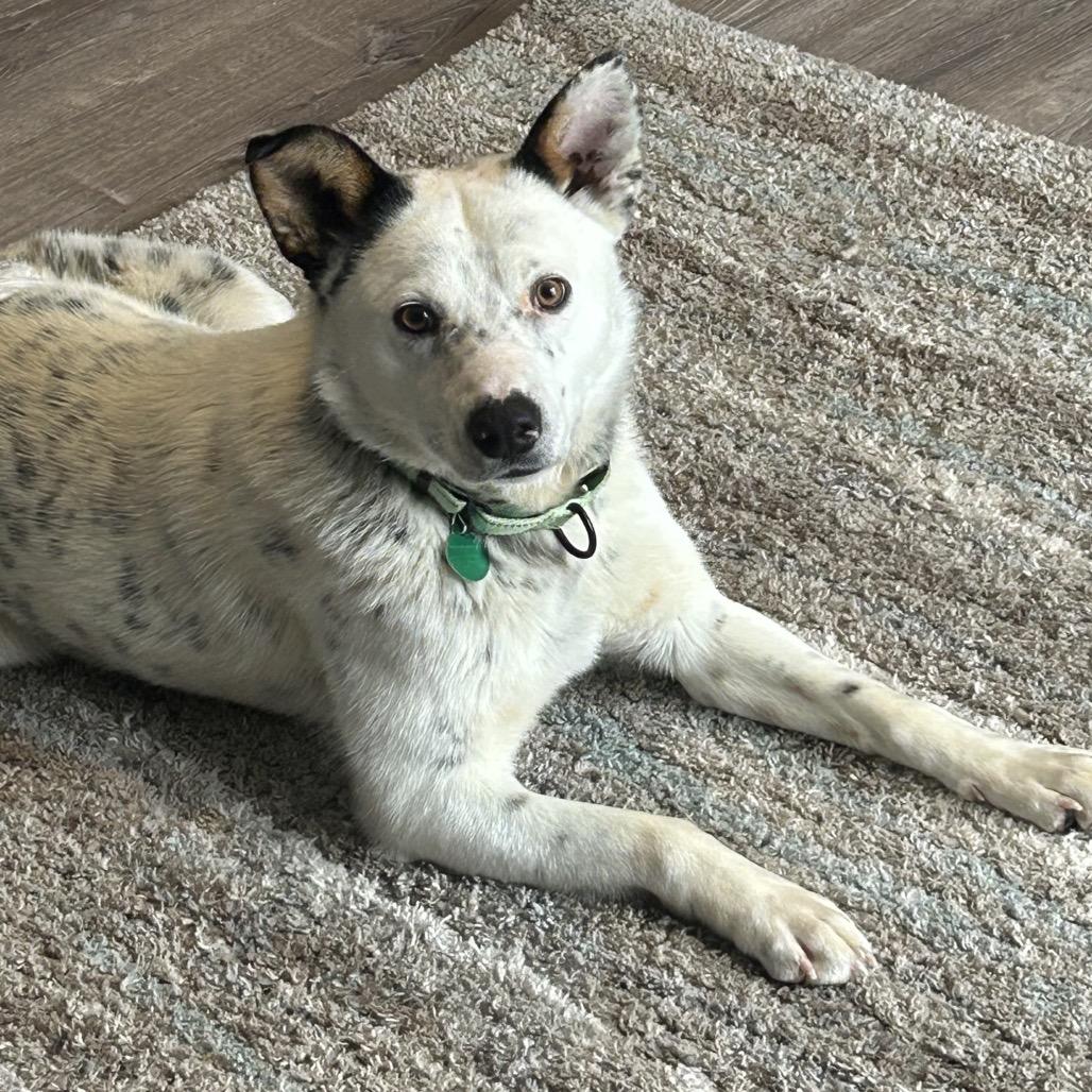 Dylan, Adoptable, Young Male Mixed Breed.