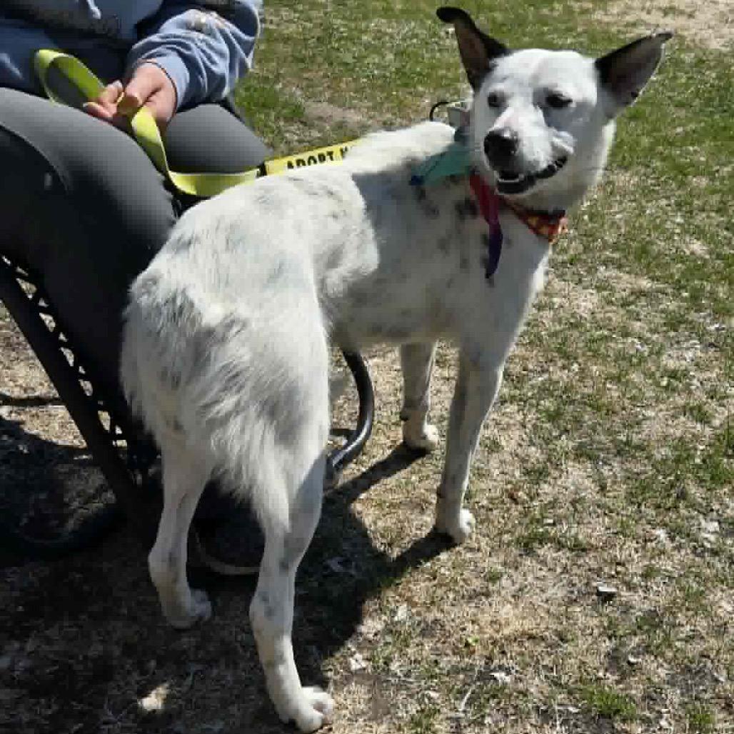 Enlarge Dylan, a Adoptable Mixed Breed in Coon Rapids, MN image 5/6