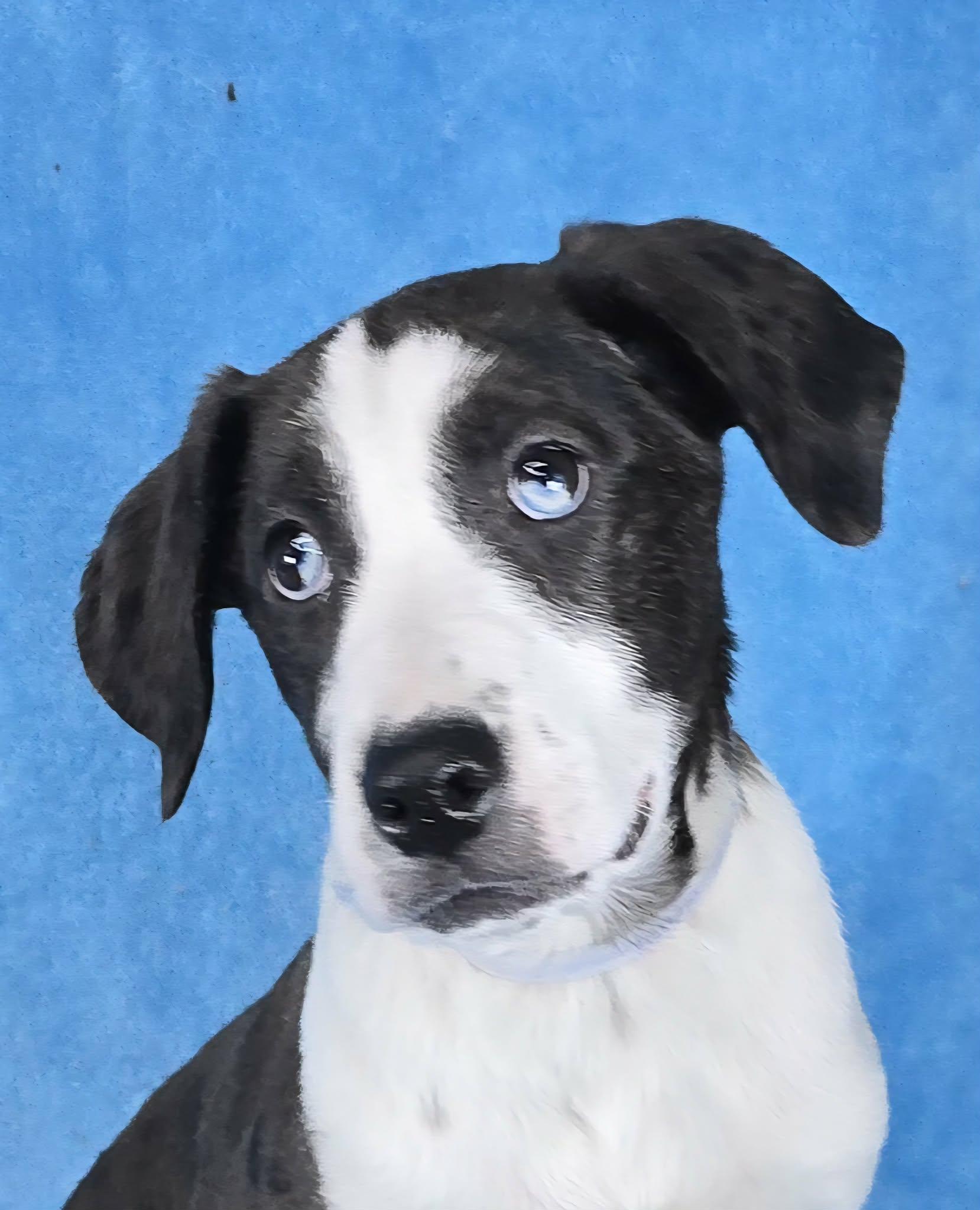 Dennis, Adoptable, Puppy Male Catahoula Leopard Dog & Hound.