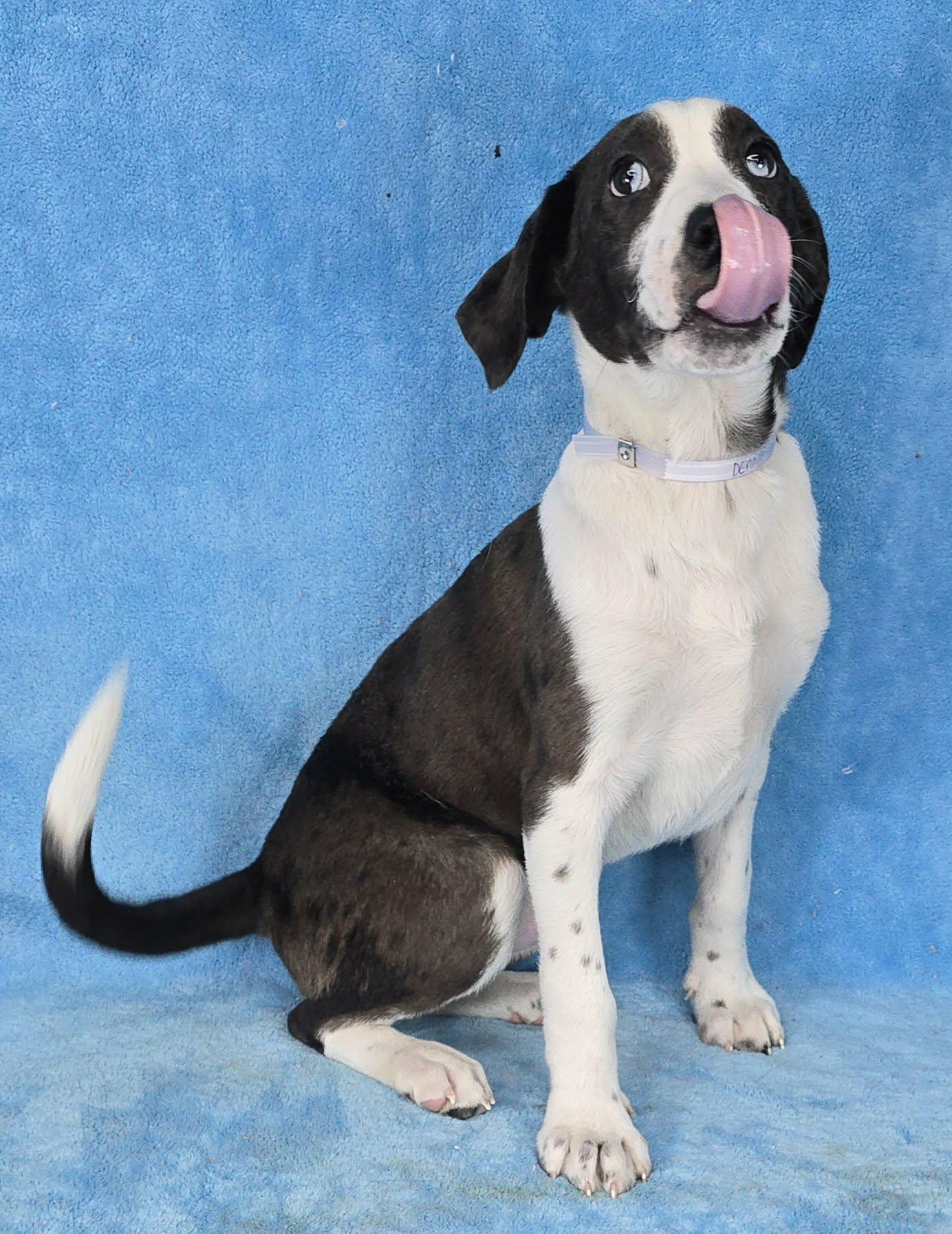 Enlarge Dennis, a Adoptable mixed breed in Newport, TN image 4/6
