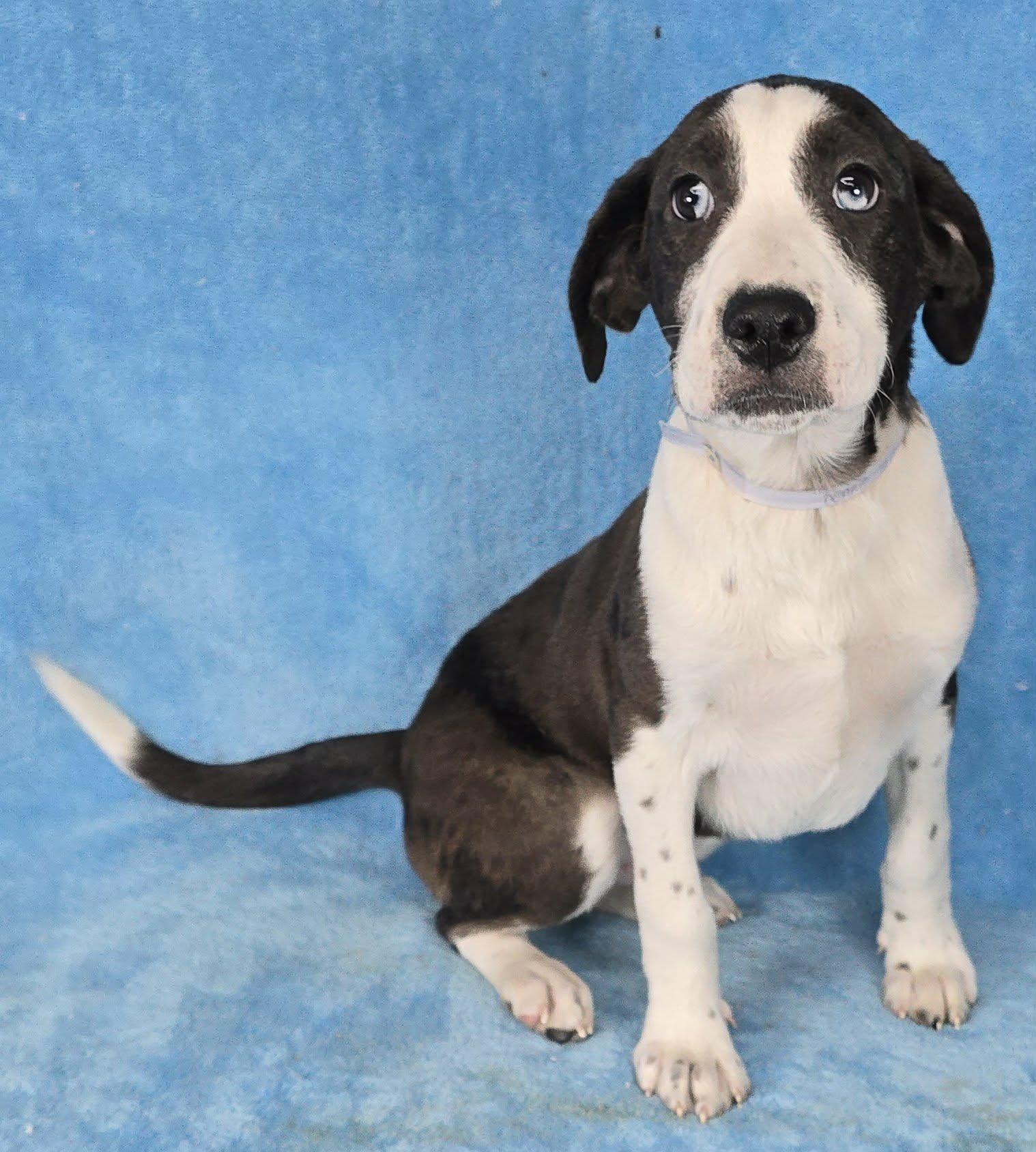 Enlarge Dennis, a Adoptable mixed breed in Newport, TN image 2/6