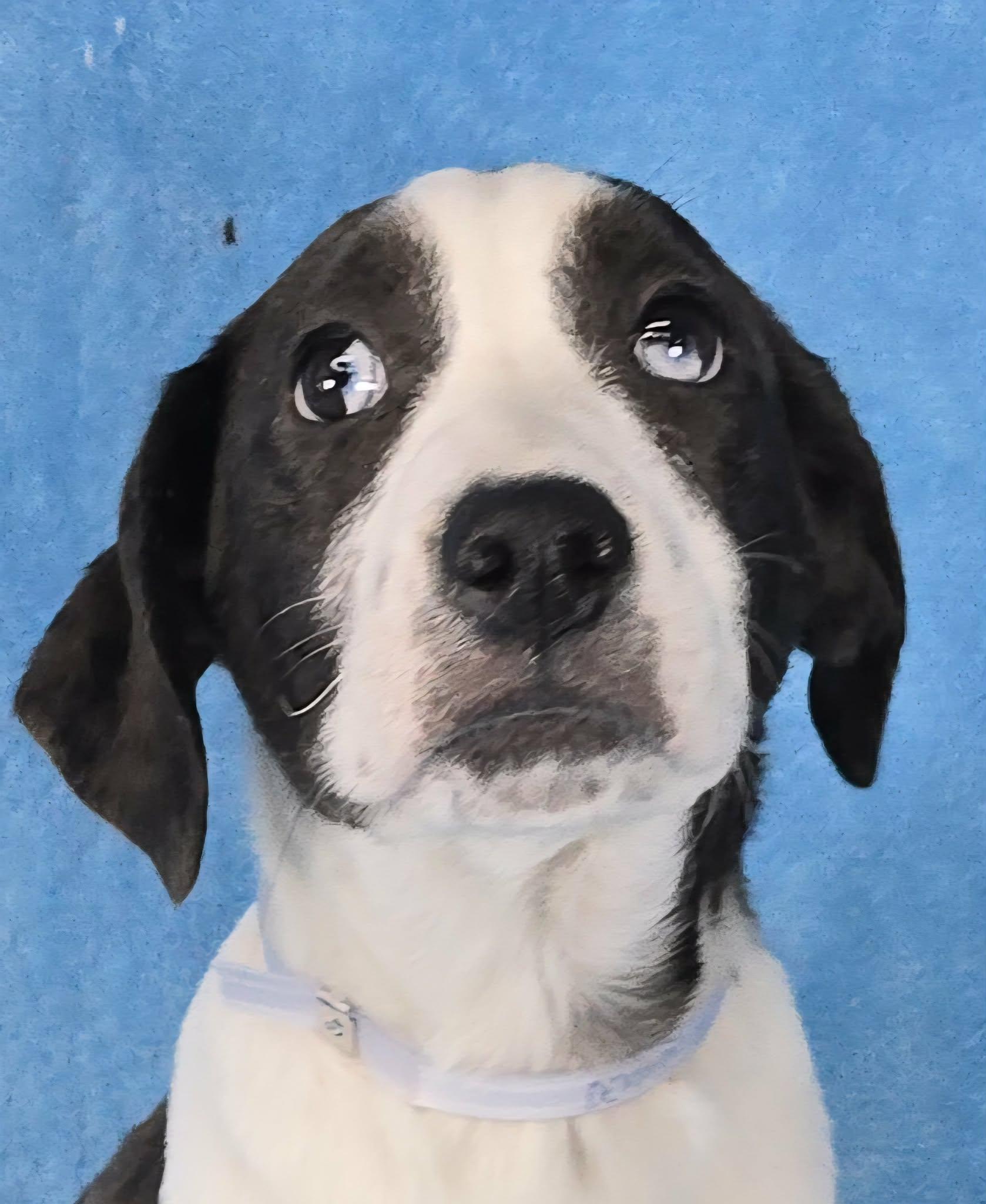 Enlarge Dennis, a Adoptable mixed breed in Newport, TN image 3/6