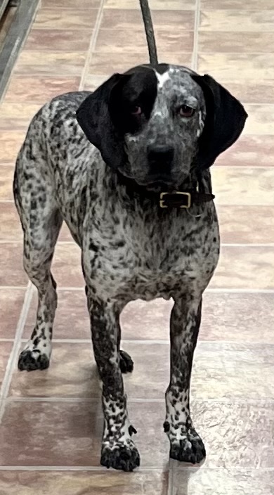 Pepper, an adoptable Hound in Choteau, MT, 59422 | Photo Image 1