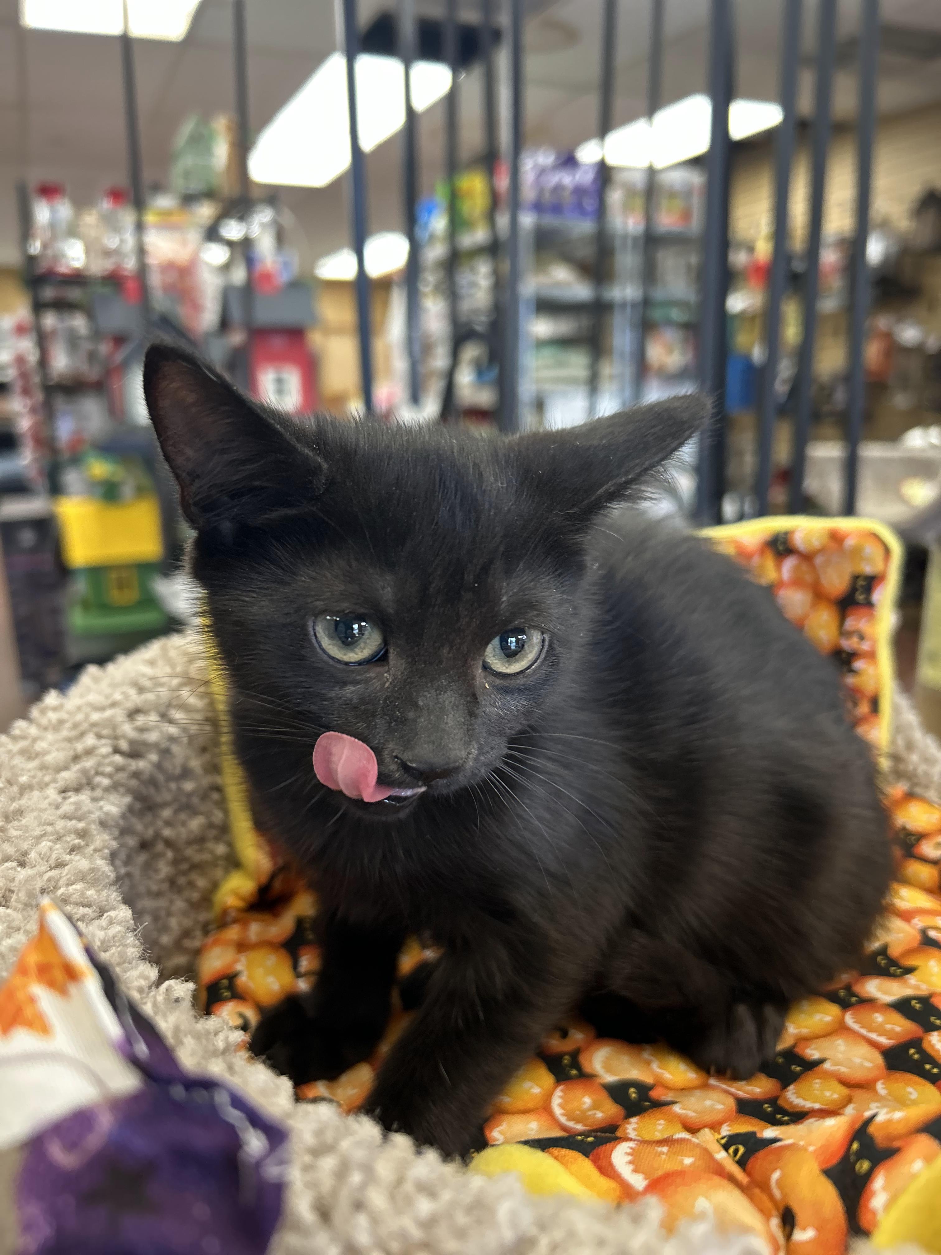 Parvati, Adoptable, Kitten Female Domestic Short Hair.