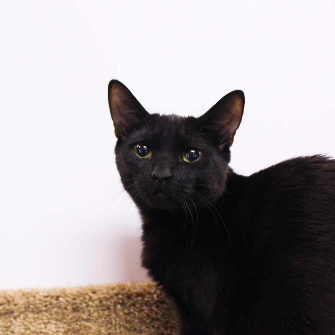 Enlarge Parvati, a Adoptable Domestic Short Hair in Wayne, NJ image 2/6