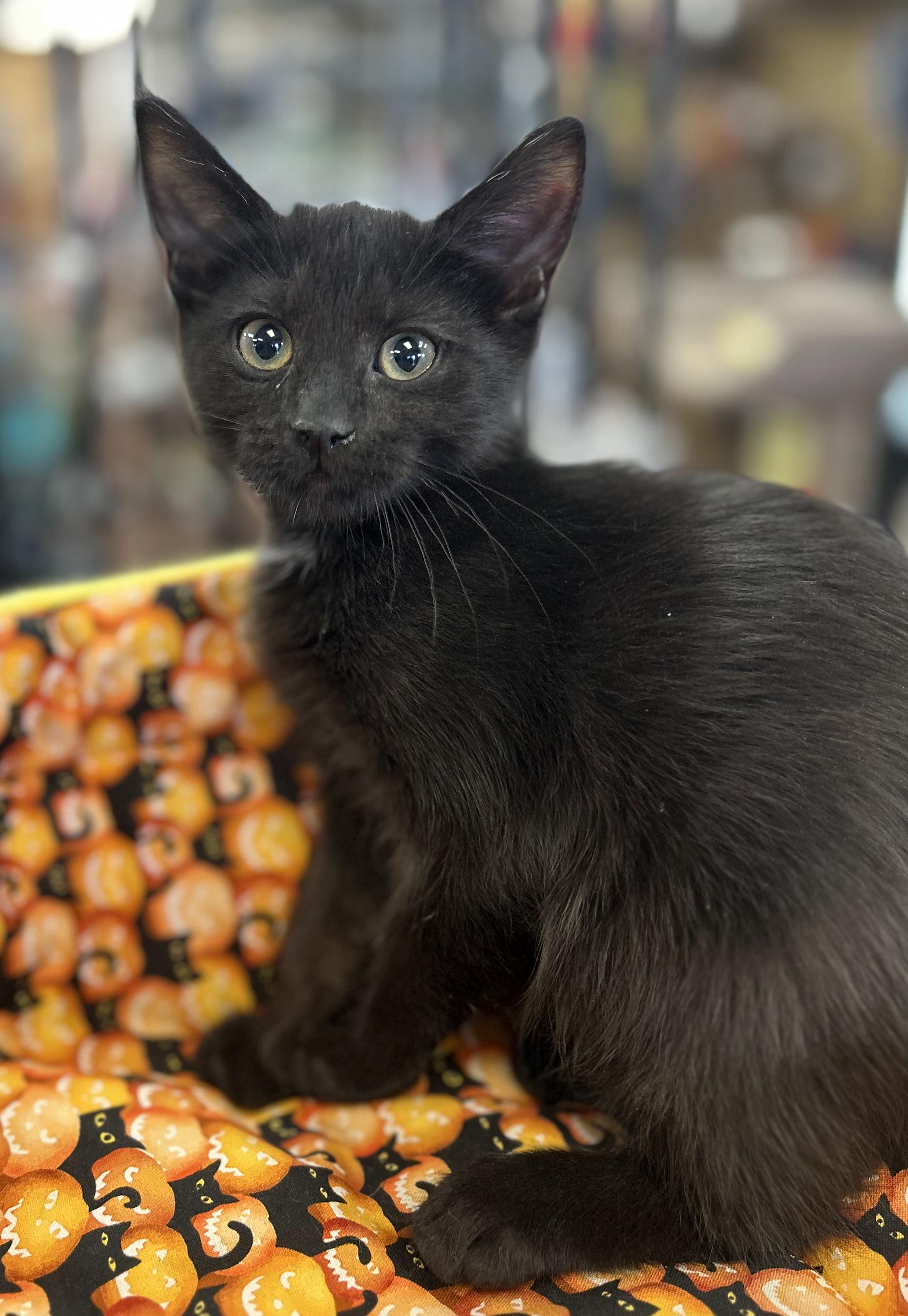 Enlarge Parvati, a Adoptable Domestic Short Hair in Wayne, NJ image 2/4