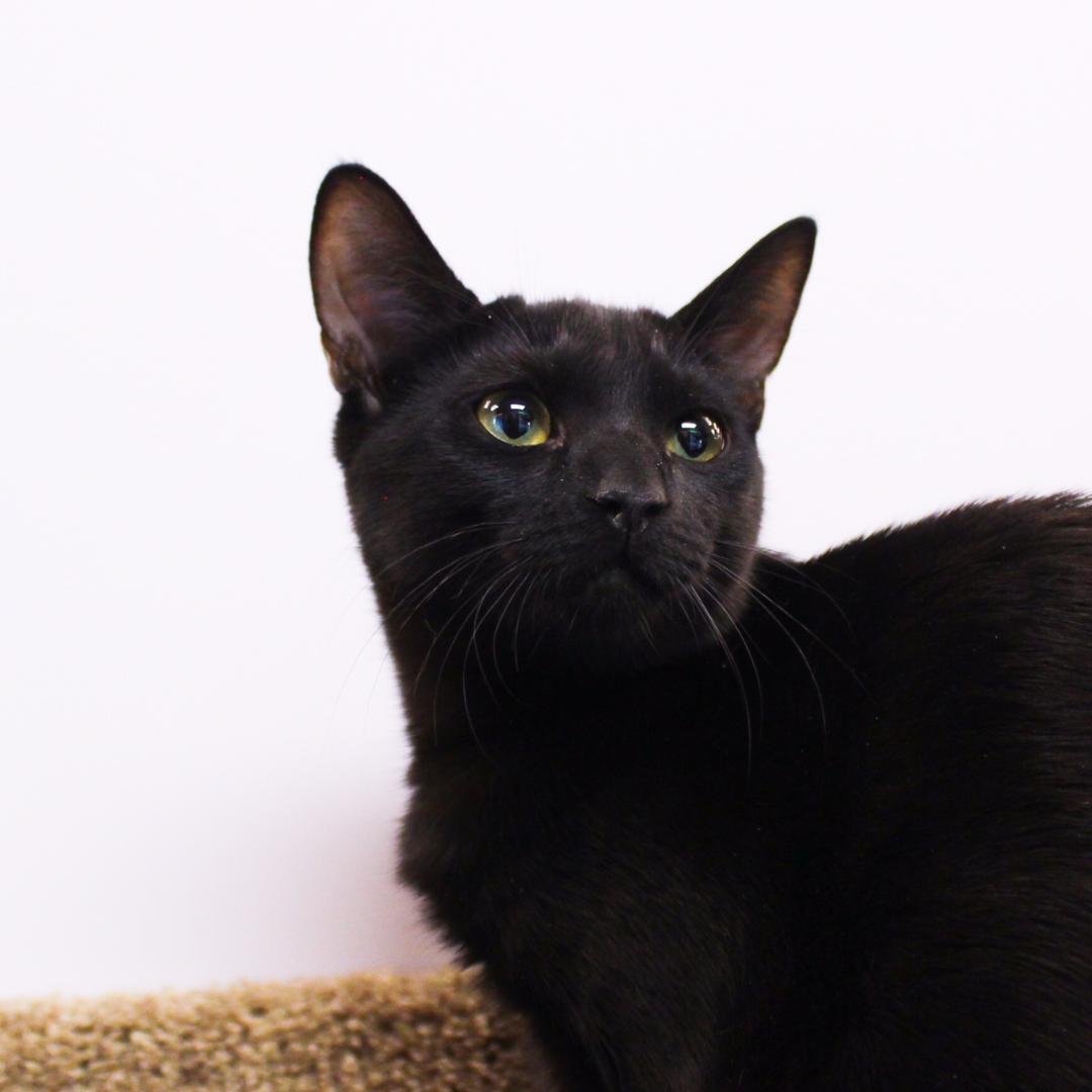 Parvati, Adoptable, Kitten Female Domestic Short Hair.