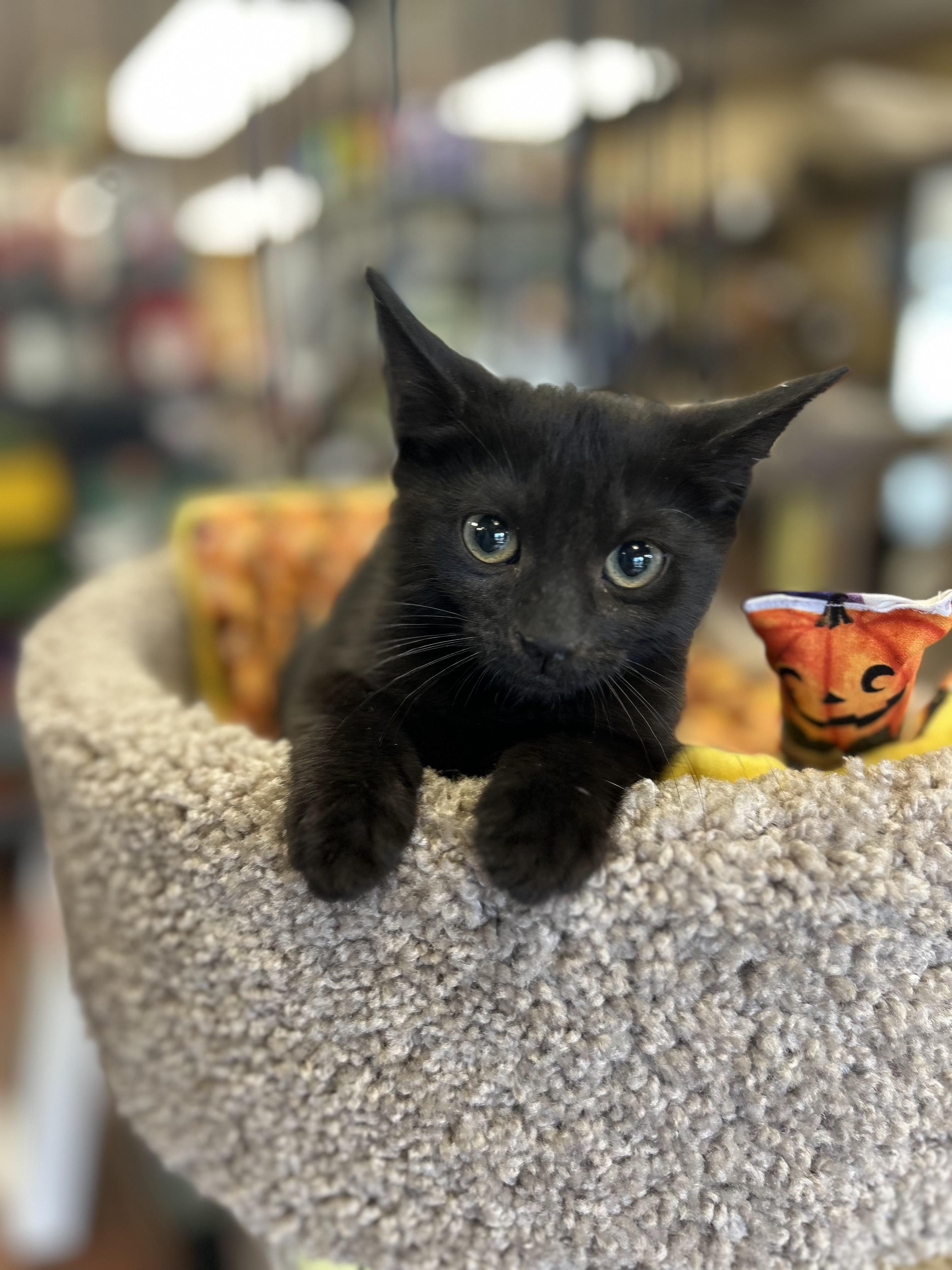 Enlarge Parvati, a Adoptable Domestic Short Hair in Wayne, NJ image 3/4