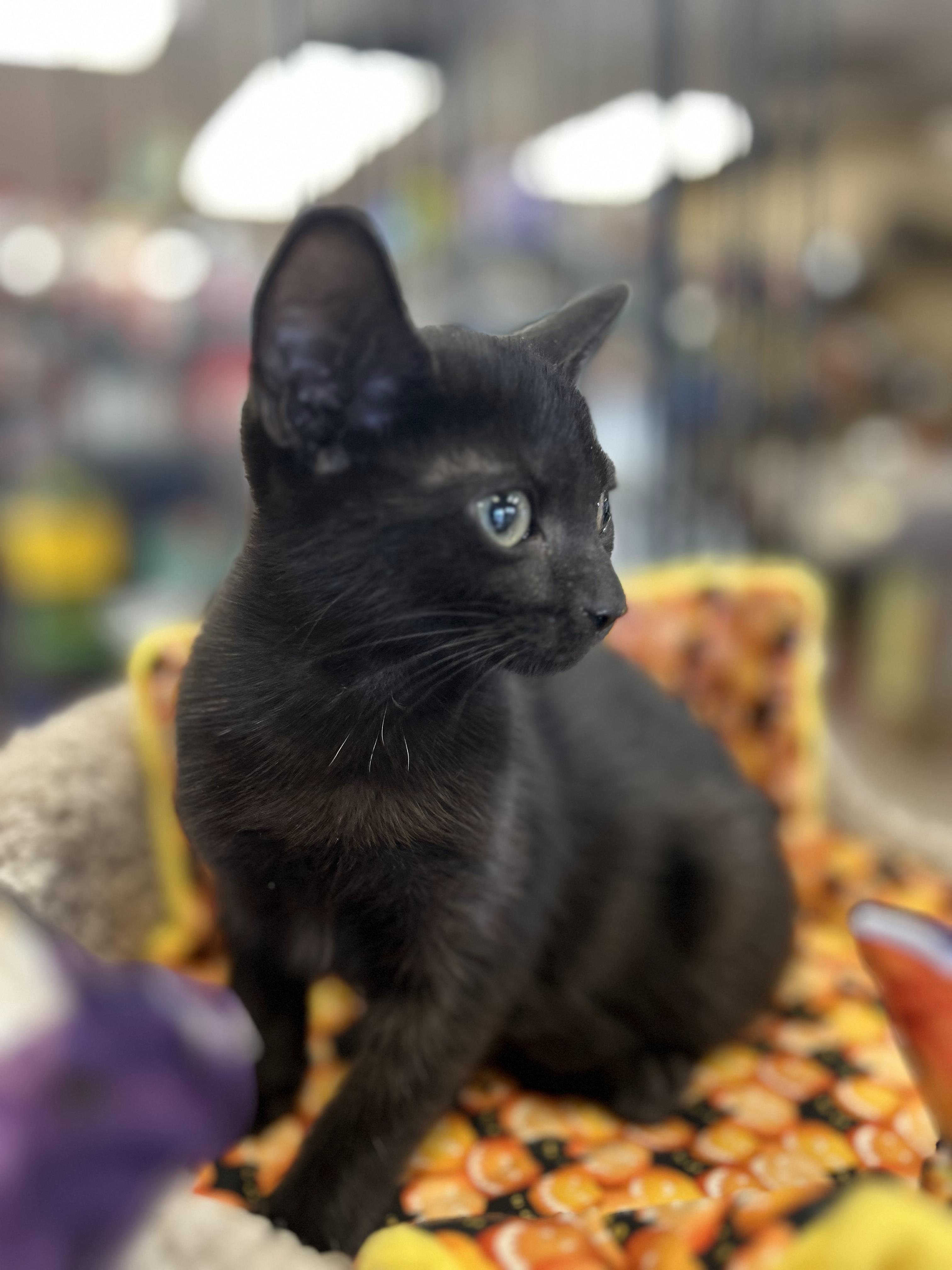 Enlarge Parvati, a Adoptable Domestic Short Hair in Wayne, NJ image 4/4