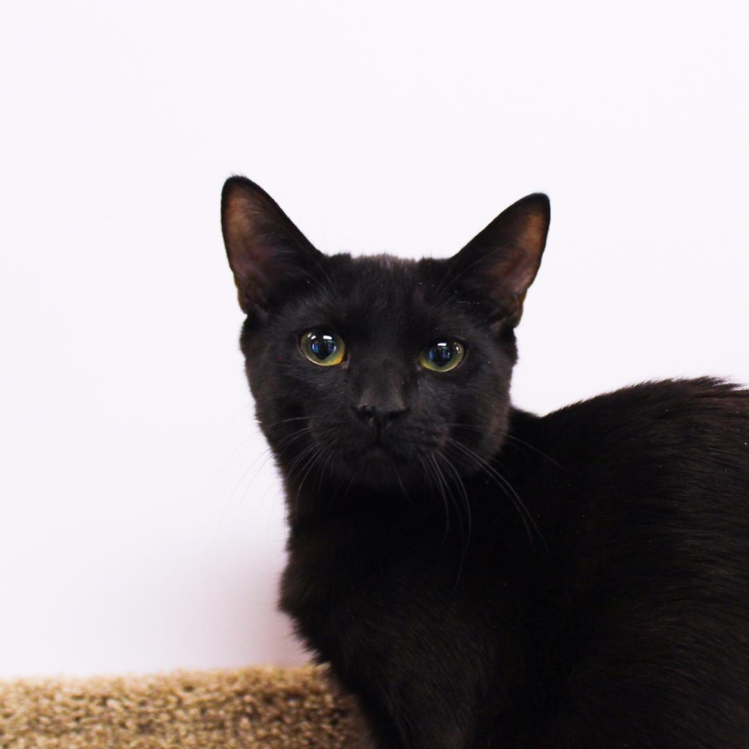 Enlarge Parvati, a Adoptable Domestic Short Hair in Wayne, NJ image 3/6
