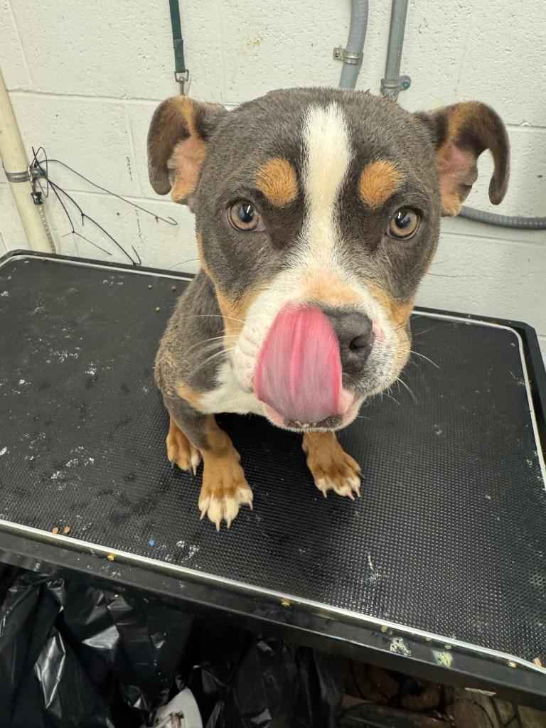 Vanilla Bomb-Adoptable, Adoptable, Young Female Pit Bull Terrier & Mixed Breed.