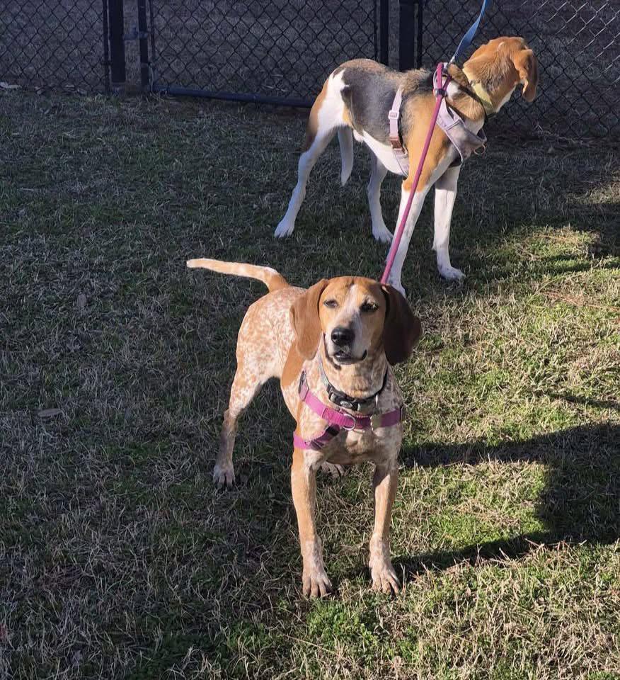 Enlarge Quinn, a Adoptable Coonhound in Portland, CT image 3/6