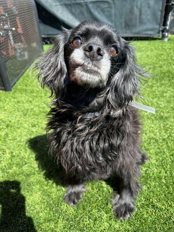 Cash, a Adoptable mixed breed in Jamestown, CA image 1/4