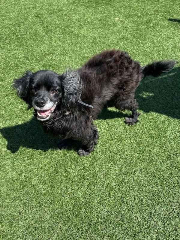 Cash, a Adoptable mixed breed in Jamestown, CA image 2/4